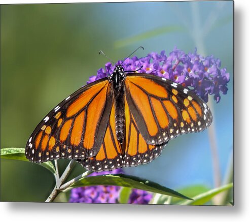 Nature Metal Print featuring the photograph Butterfly 2 by Robert Mitchell