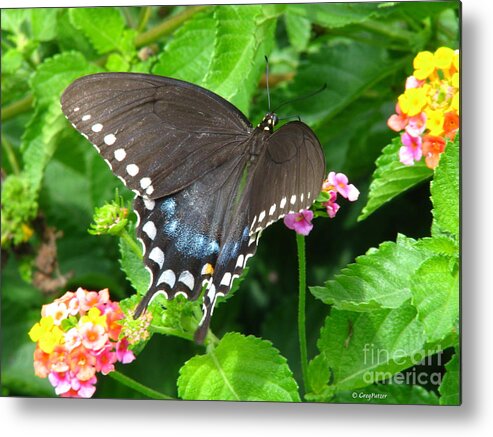 Patzer Metal Print featuring the photograph Butterfly Ballot by Greg Patzer