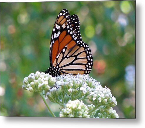 Butterfly Metal Print featuring the photograph Butterfly Garden - Monarchs 11 by Pamela Critchlow
