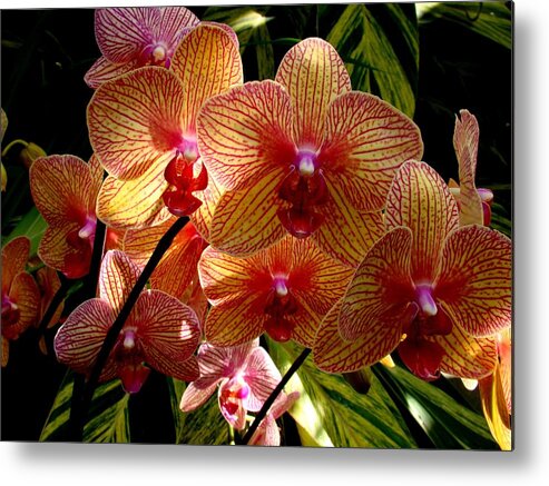 Flowers Metal Print featuring the photograph Butterfly Orchids by Rodney Lee Williams