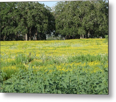 Landscape Metal Print featuring the photograph Butterfly Paradise by John Glass