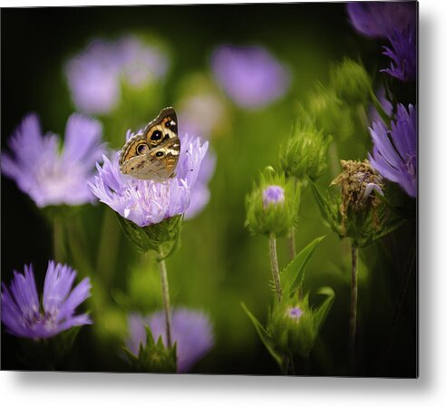 Outdoors Metal Print featuring the photograph Butterfly Spotlight by Donald Brown