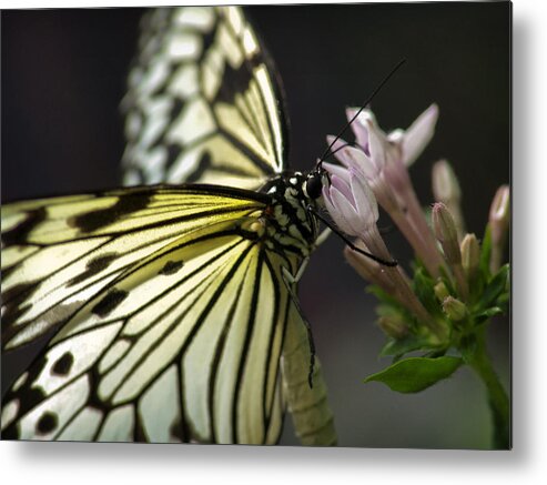 Butterfly Nature Flower Background Insect Beauty Spring Abstract Green Floral Illustration Plant Summer Leaf Vector Design Color Art Animal Wing Tree Black Fly Love Garden Beautiful Silhouette Decoration White Grunge Metal Print featuring the photograph Butteryfly by John Swartz