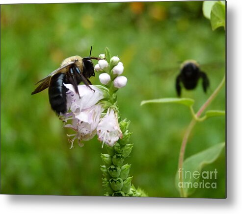 Bee Metal Print featuring the photograph Buzz off by Jane Ford