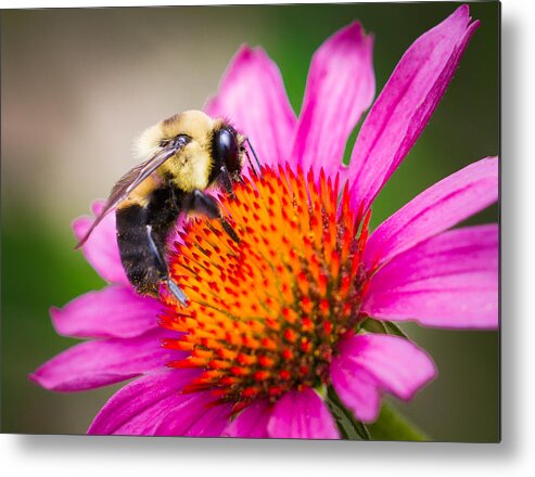 Bumblebee Metal Print featuring the photograph Buzzed in Eureka Springs by Annette Hugen
