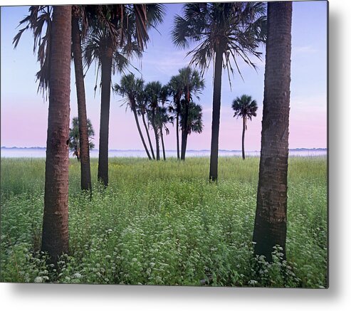 Feb0514 Metal Print featuring the photograph Cabbage Palm Meadow Florida by Tim Fitzharris