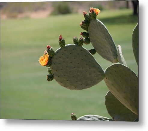 Cactus Metal Print featuring the photograph Cactus Blooms in Spring by Marianne Campolongo