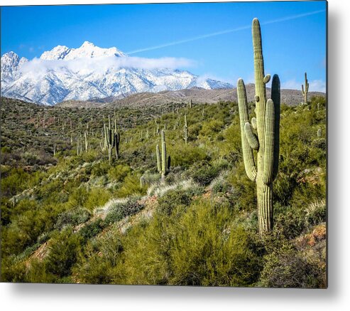 Print Metal Print featuring the photograph Cactus in Arizona by Gregory Daley MPSA