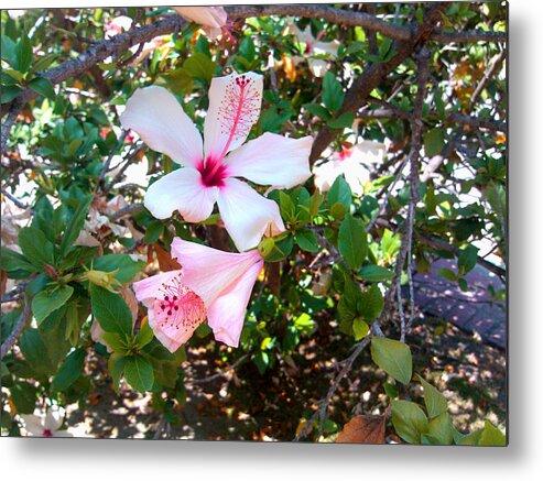 Flower Metal Print featuring the photograph Flirtatiously Pink by Lisa Blake