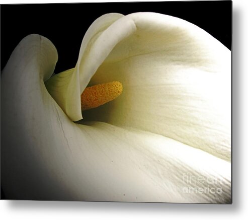 Botanical Metal Print featuring the photograph Calla in Shadow by Chris Anderson