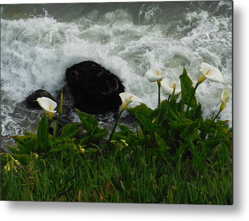 Calla Lilies Prints Metal Print featuring the photograph Calla Lilies and Crashing Wave by Paddy Shaffer