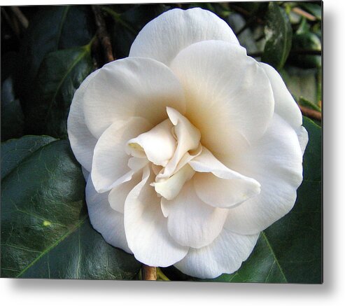 Camellia Metal Print featuring the photograph Camellia 2 by Helene U Taylor