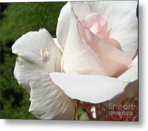 Rose Metal Print featuring the photograph Camouflage by Gayle Swigart