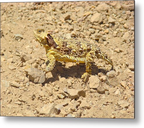 Horny Toad Lizard Metal Print featuring the photograph Camouflage by Paul Foutz