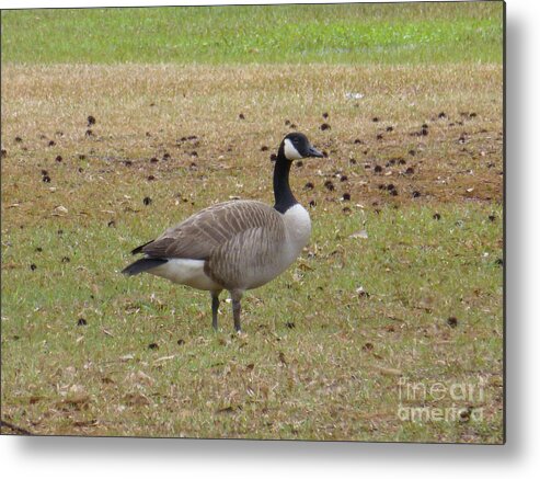 Tree Metal Print featuring the photograph Canadian Goose Strutting by Joseph Baril
