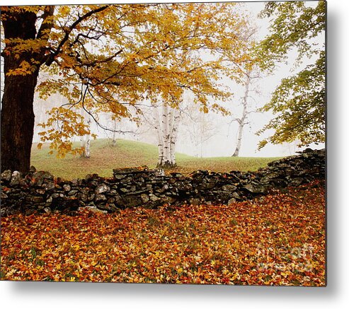 Fall Metal Print featuring the photograph Caper Hill Birch by Butch Lombardi