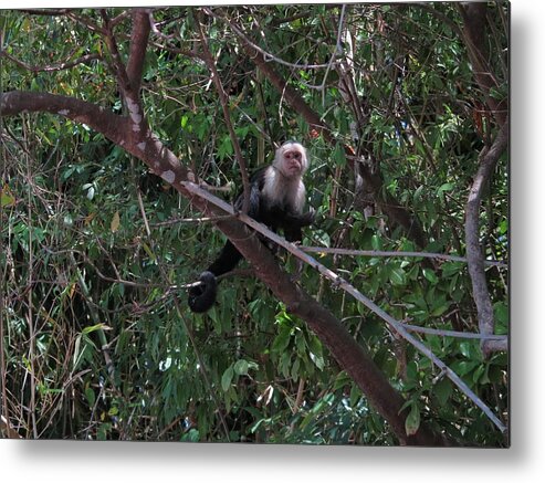 Capuchin Metal Print featuring the photograph Capuchin by Jessica Myscofski