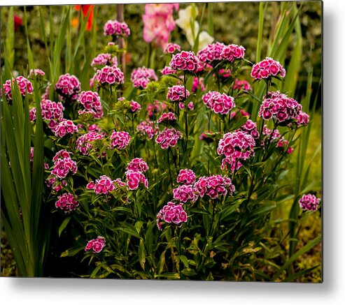 Pink Metal Print featuring the photograph Carnations by Marco Oliveira