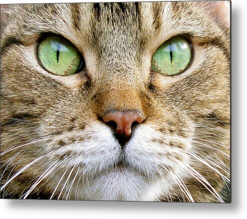 Cat Metal Print featuring the photograph Cat Portrait 1 by Helene U Taylor