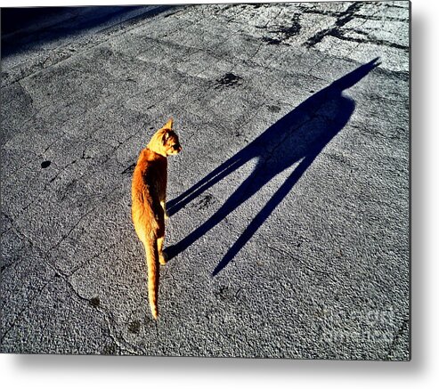 Cat Shadow Self Metal Print featuring the photograph Cat Shadow Self by Paddy Shaffer