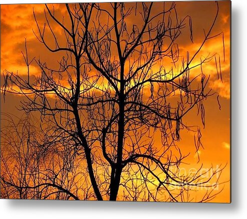 Tree Metal Print featuring the photograph Catalpa Orange by Fred Sheridan