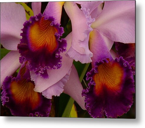 Flower Metal Print featuring the photograph Cattleya Frills by Blair Wainman