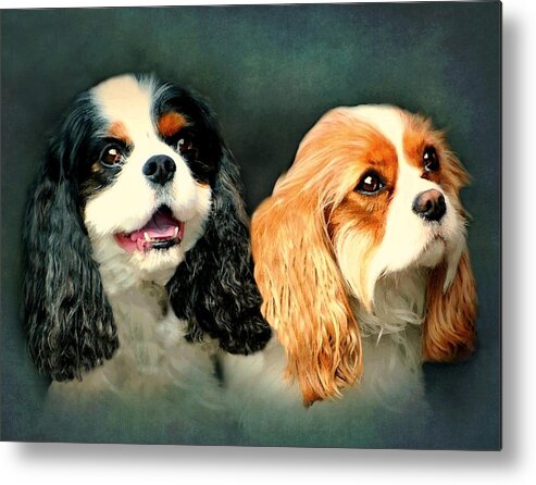 Dogs Metal Print featuring the photograph Cavalier King Charles by Diana Angstadt