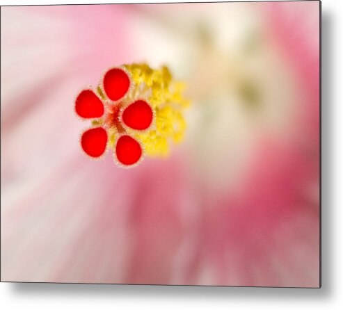 Hibiscus Metal Print featuring the photograph Center of Attention by Georgette Grossman