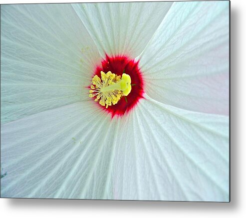 Hibiscus Metal Print featuring the photograph Center of the Universe by Randy Rosenberger