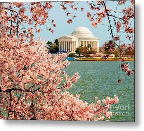 Cherry Metal Print featuring the photograph Cherry Trees at the Jefferson by Nick Zelinsky Jr