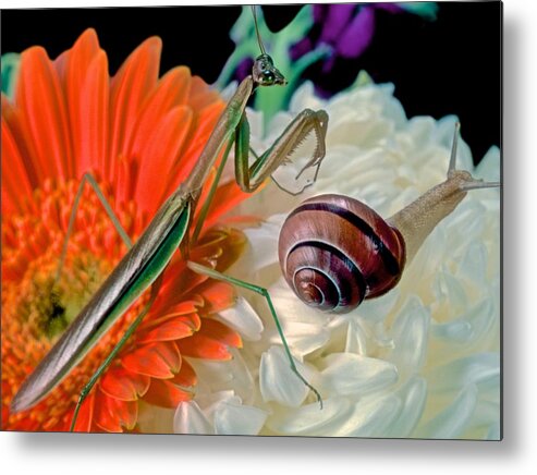 Mantis Metal Print featuring the photograph Chinese Praying Mantis Looking For Prey by Leslie Crotty