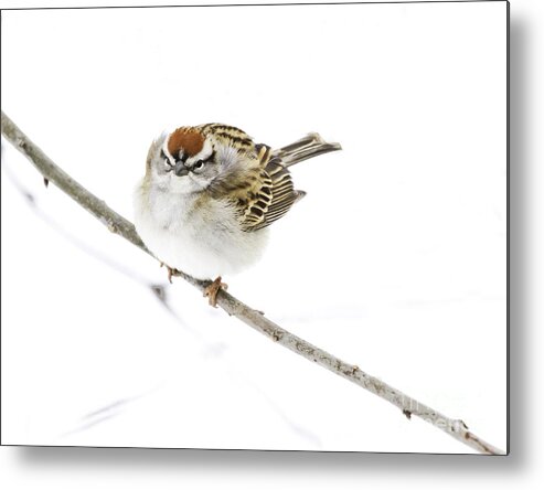 Chipping Sparrow Metal Print featuring the photograph Chip by Jan Killian