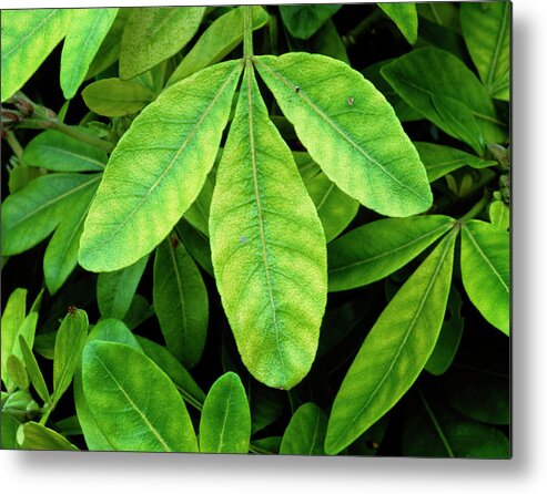 Chlorosis On Choisya Sp Metal Print featuring the photograph Chlorosis On Choisya Sp by Geoff Kidd/science Photo Library