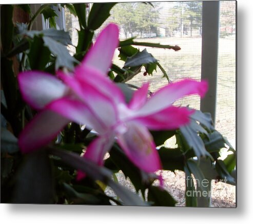 Christmas Cactus Metal Print featuring the painting Christmas Cactus by Vivian Cook