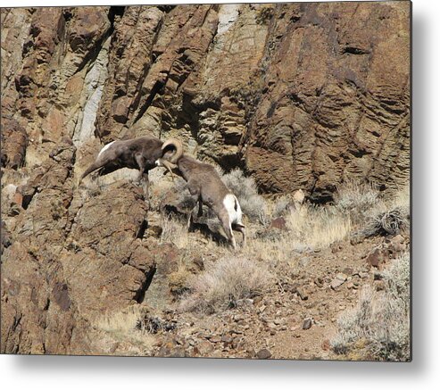 Rocky Moutain Bighorn Rams Metal Print featuring the photograph Clash of the Titans by Darcy Tate