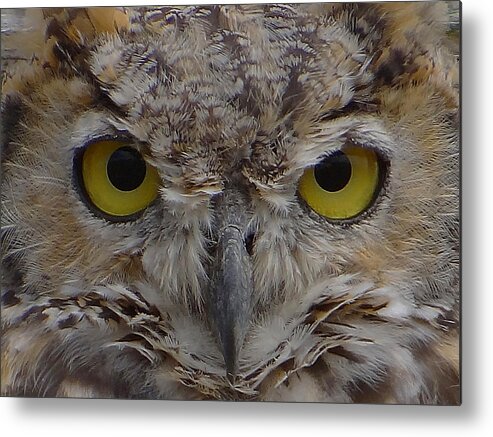 Great-horned Owl Metal Print featuring the photograph Close-up by Blair Wainman