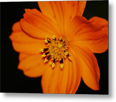 Fine Art Metal Print featuring the photograph Closeup Cosmos by Monica Veraguth