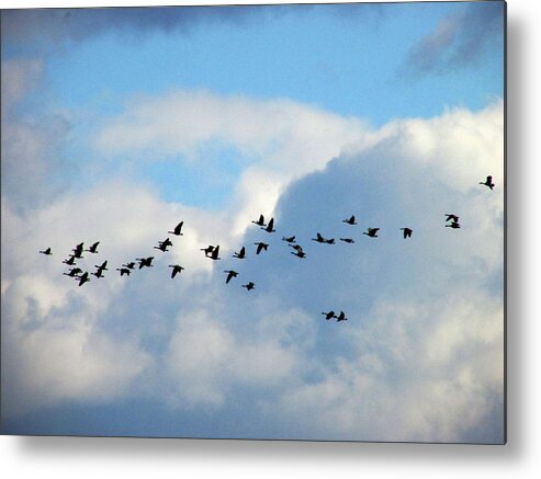Geese Metal Print featuring the photograph Clouds and Migration by Kimberly Mackowski