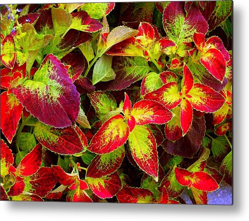 Photography Metal Print featuring the photograph 'Colorful Coleus' by Liza Dey