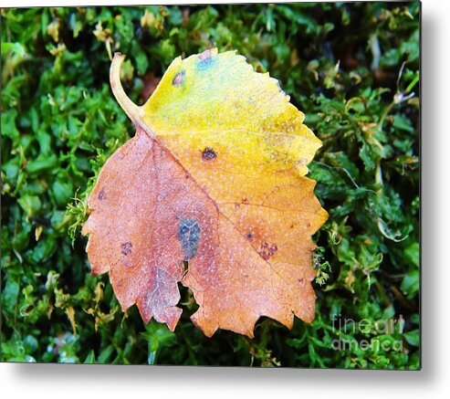 Fall Metal Print featuring the photograph Colorful fall leaf by Karin Ravasio
