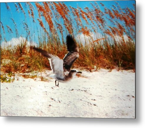 #seagull I Caught Coming In For A Very #windy Metal Print featuring the photograph Windy Seagull Landing by Belinda Lee