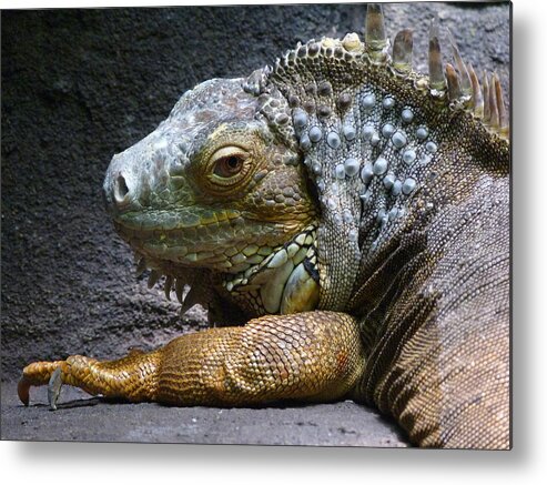 Common Iguana Metal Print featuring the photograph Common Iguana Relaxing by Margaret Saheed