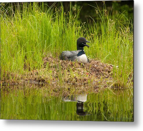 Water Metal Print featuring the photograph Common Loon Nesting by Brenda Jacobs