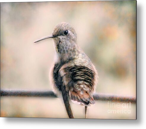 Hummingbirds Metal Print featuring the photograph Communion - color by Rory Siegel
