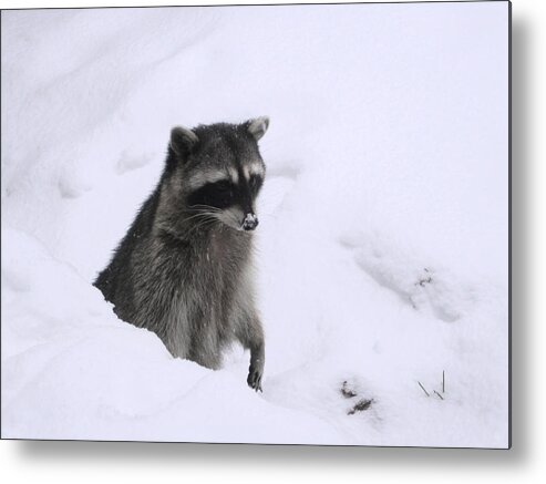 Animals Metal Print featuring the photograph Coon Needs Snowshoes by Kym Backland