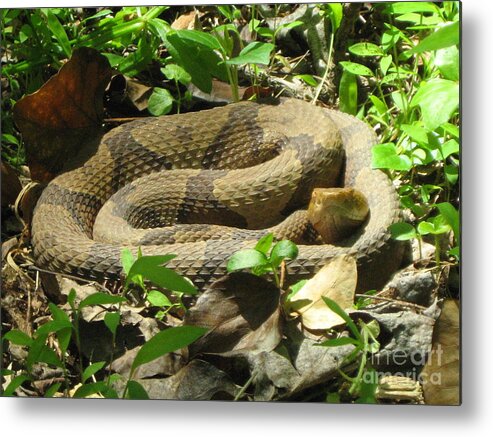 Snake Metal Print featuring the photograph Copperhead Snake by Wendy Coulson