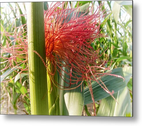 Floral Metal Print featuring the photograph Corn Silk by Mary Lee Dereske