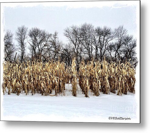 Snow Metal Print featuring the photograph Cornstalks in Snow by Veronica Batterson