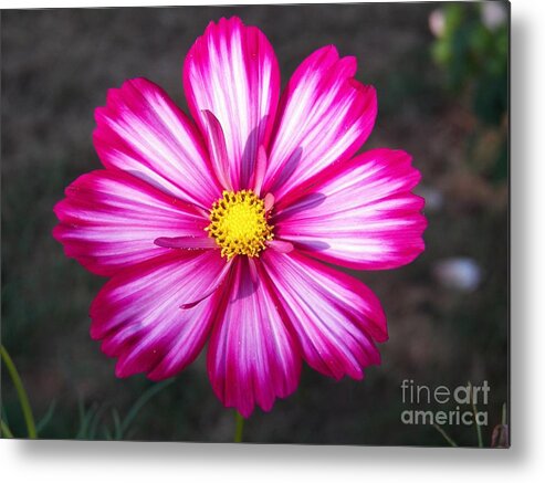 Cosmo Metal Print featuring the painting Cosmo by Judy Via-Wolff