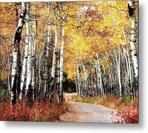 Landscape Metal Print featuring the photograph Country Roads by Steven Reed